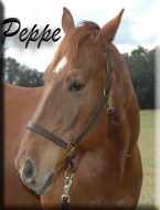 Meet Peppe