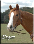 Meet Sugar