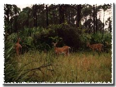 Forest Wildlife in Florida State Parks